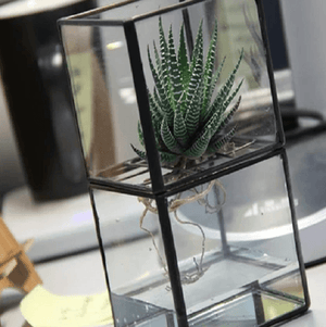 Barnabas - Modern Hydroponic Succulent Frame Planter | Bright & Plus.