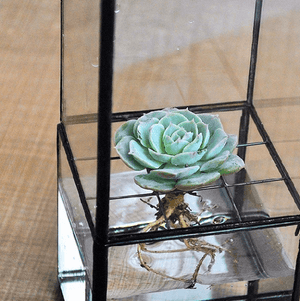 Barnabas - Modern Hydroponic Succulent Frame Planter | Bright & Plus.