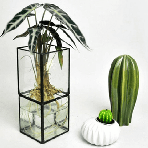 Barnabas - Modern Hydroponic Succulent Frame Planter | Bright & Plus.